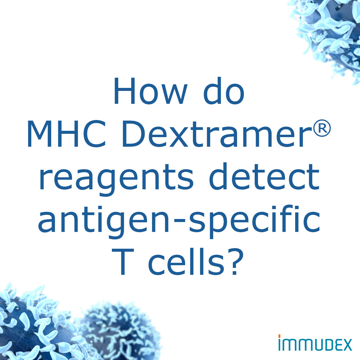 immudex's tweet photo. How do MHC #Dextramer® reagents detect antigen-specific T cells?
Find out here 👉 https://t.co/r6CvlkNCLM https://t.co/2vSxlYBN4u