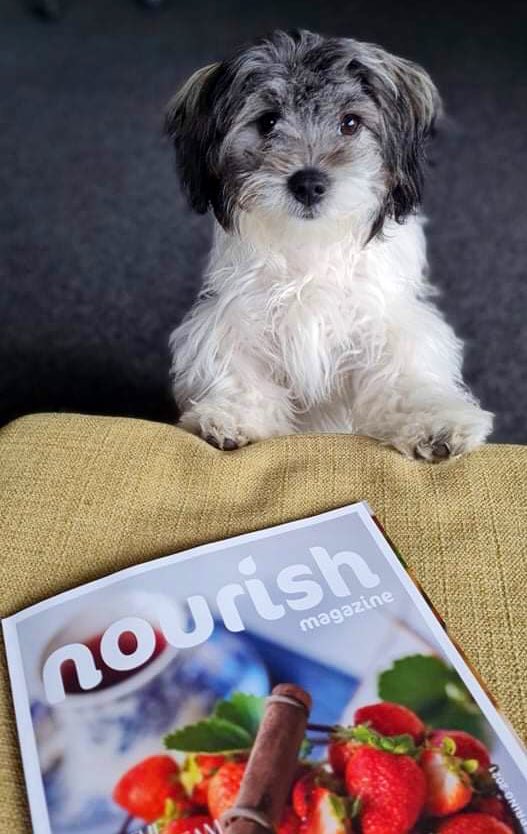 WebTaniwha's tweet photo. Edy &amp; Ivy were just as excited to catch up on the latest foodie finds across @HamiltonWaikato thanks to @nourishmagazine. Another great issue!
#MightyWaikato
#MightyLocal https://t.co/xj5BEvLzoK