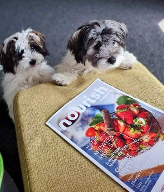 WebTaniwha's tweet photo. Edy &amp; Ivy were just as excited to catch up on the latest foodie finds across @HamiltonWaikato thanks to @nourishmagazine. Another great issue!
#MightyWaikato
#MightyLocal https://t.co/xj5BEvLzoK