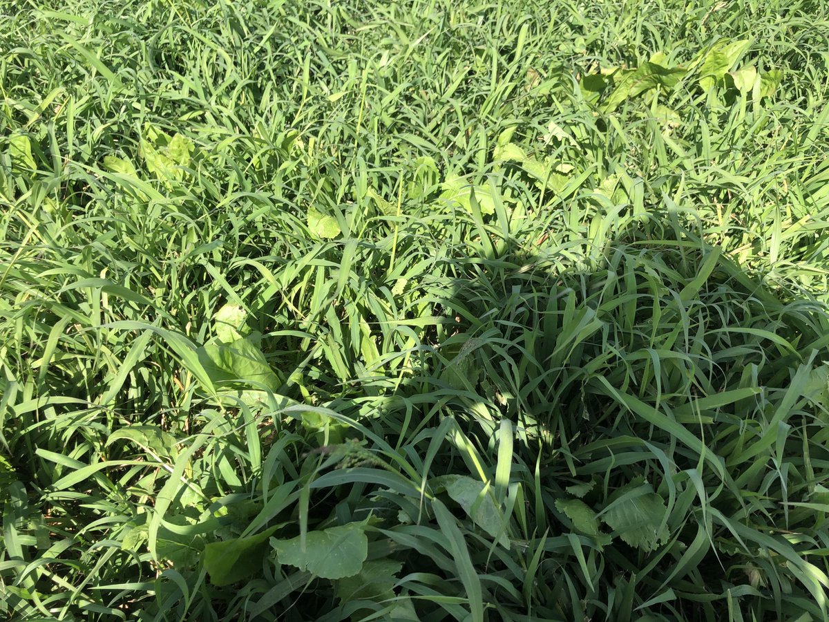 ⁦<a href="/rossthecqagro/">☘️💐🍄🐂🥩Beef Agronomist⛈🥃🏝🦀🗽</a>⁩ No ryegrass...no worries this year, note the single plant of rye in one of the photos already getting reproductive. AM and PM grazing