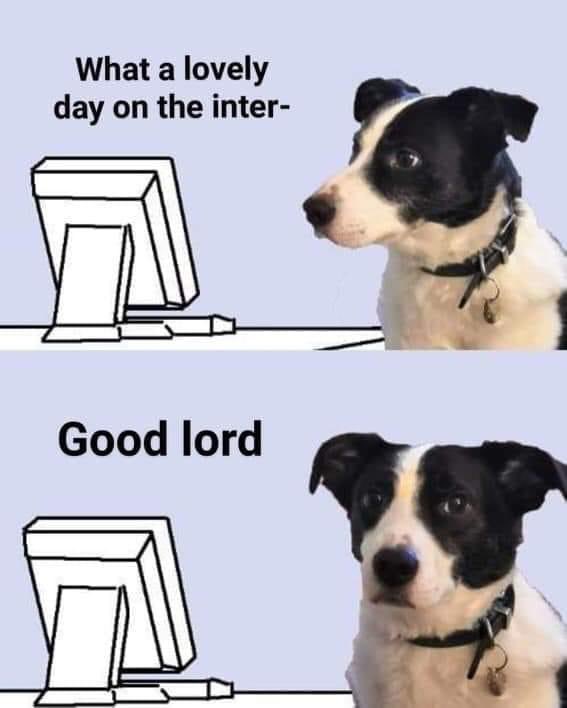 reactions on Twitter: "dog looking at computer what a lovely ...