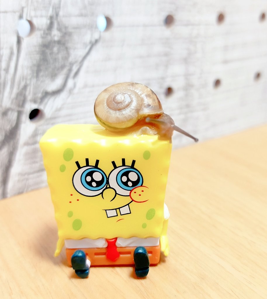 Twitter 上的 かたつむりのカラシとその仲間たち٩٩๑ ゲイリー になりきったキャラメル ٩٩๑ かたつむり ゲイリー スポンジ ボブ T Co Tan3xurxoi Twitter