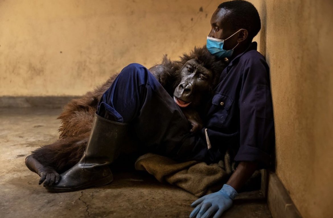 hugoclement's tweet photo. Ndakasi, femelle gorille des montagnes orpheline, rend son dernier souffle en serrant contre elle son sauveur et ami de toujours, André Bauma. 

André avait recueilli Ndakasi en 2007 quand elle n’avait que 2 mois. Sa mère venait d’être tuée par des miliciens. https://t.co/wsnmRKCrdG