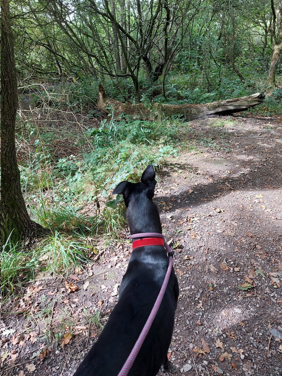 Squizzel spotting @MakantsGreys