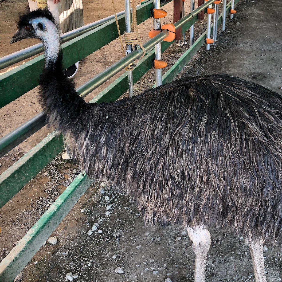 水酸化物 トレンドにエミュー 掛川花鳥園のエミューかわいいよね