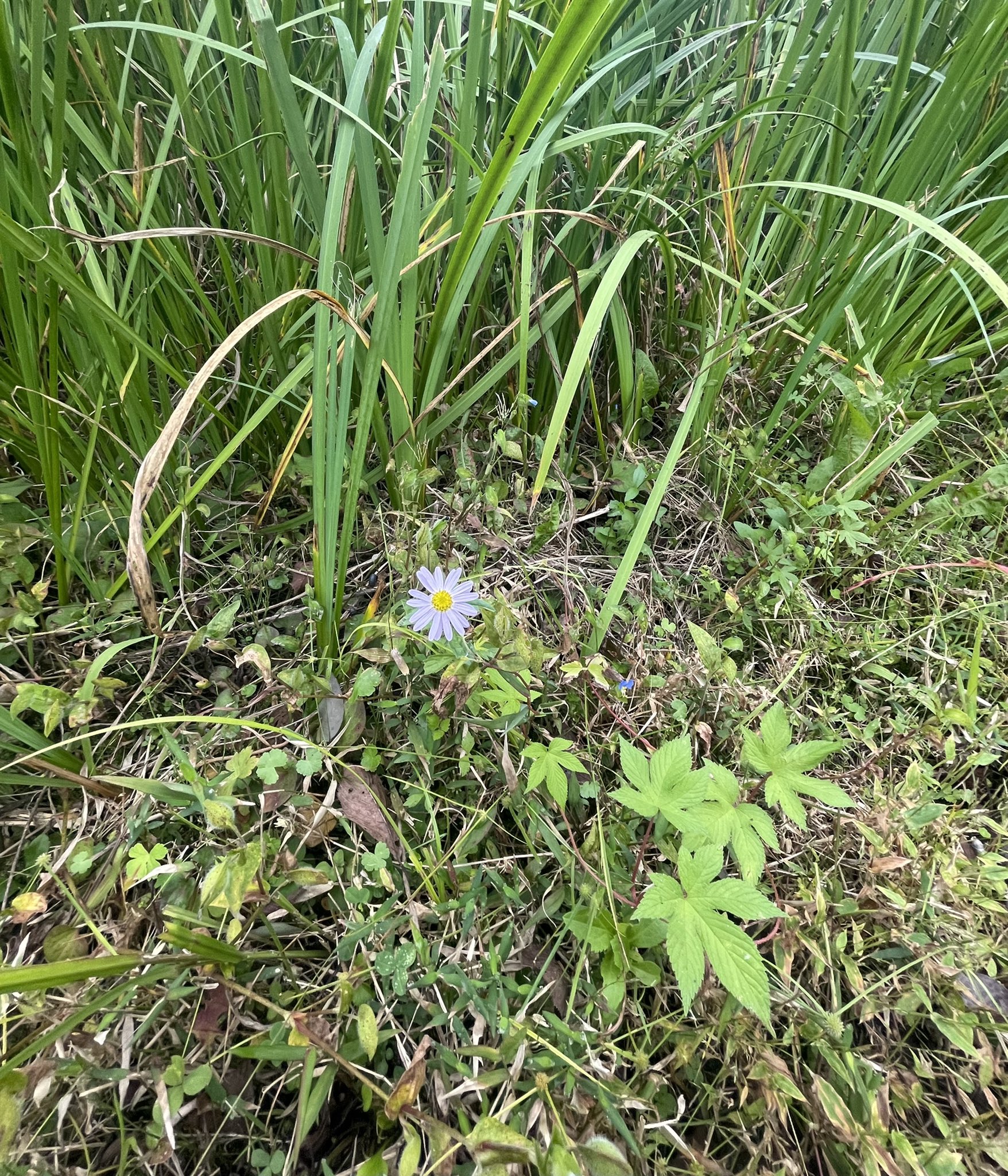 アリンコ こちらを向いて咲いていた可憐なお花 コヨメナ といい野菊の一種だそうです 花言葉は 隠れた美しさ 今朝の花散歩 T Co Lovtzj3zr4 Twitter
