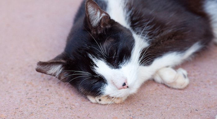 #길고양이 #길냥이 #TNR

길고양이의 귀가 잘려있는 이유
👉getggul.com/section/view/1… (더보기)