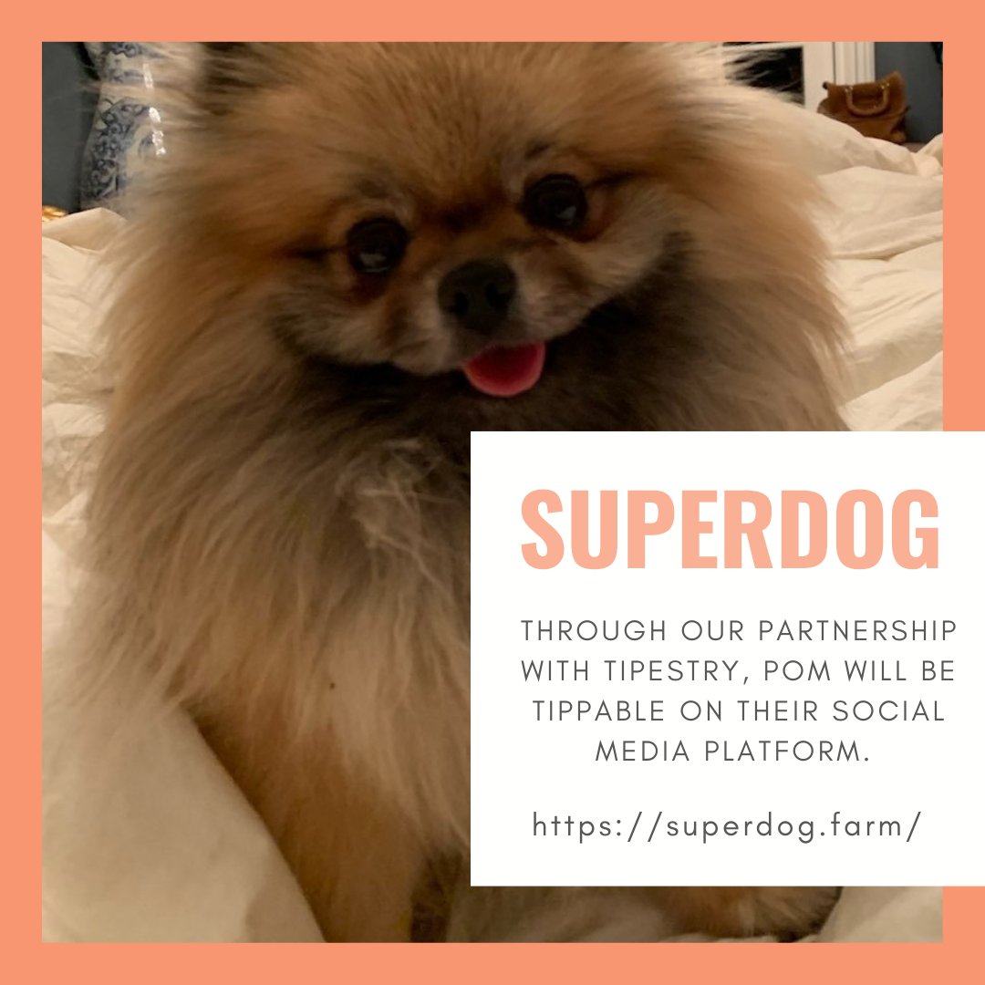 PomSuperdog's tweet photo. Through our partnership with Tipestry, POM will be tippable on their social media platform. Visit https://t.co/Y9mTVa9ZfD
#superdog #POM #cryptocurrency #bitcoin #crypto #blockchain #btc #forex #money #ethereum #trading #bitcoinmining #investment https://t.co/ssTIcnUmih