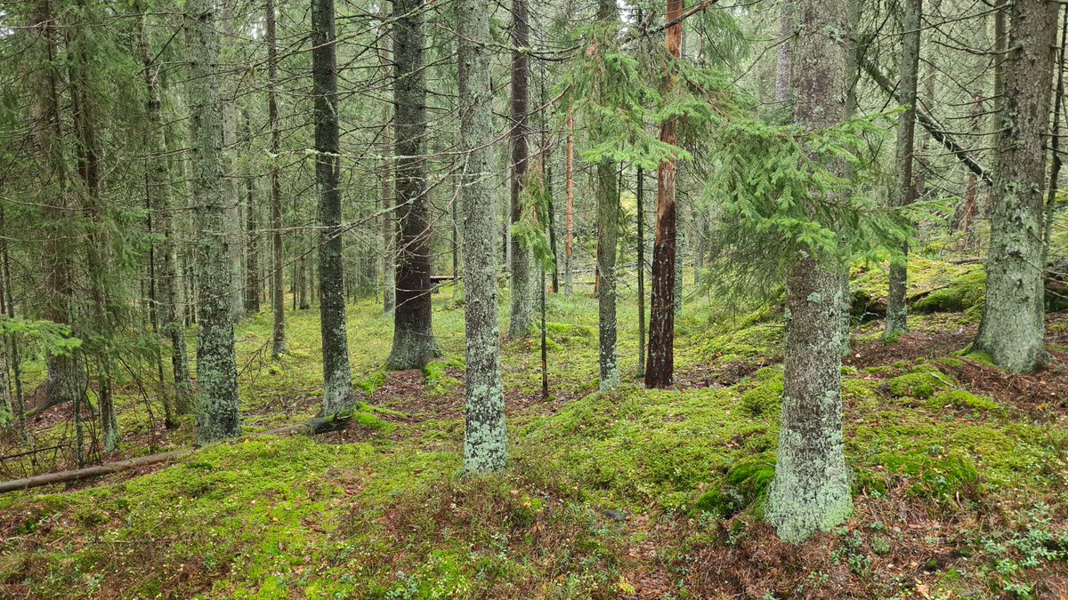 Besökte igår en privat skogsägare utanför Sala som utan ersättning sparat gårdens finaste orörda bestånd med massor av rödlistade arter, grova träd och hög virkesvolym. 

Den här gruppen av skogsägare finns och är många och förtjänar både tacksamhet och beröm.

Tack, säger jag.