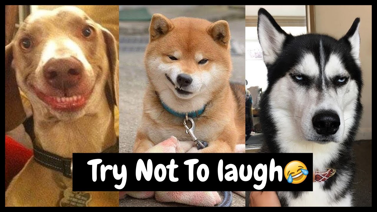 Try not to laugh funny dog videos new arrivals