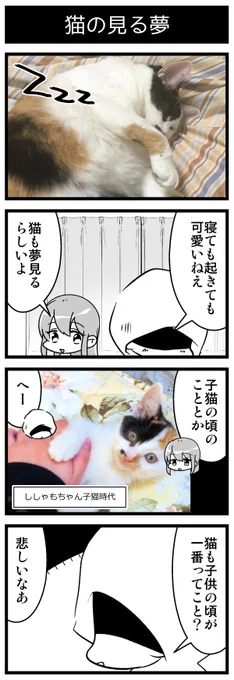 猫の見る夢 