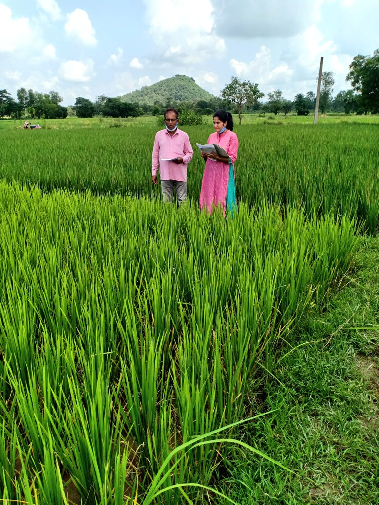 panda_manaswini's tweet photo. #october_heat
#magic_in_mud
#wintercrop 
#fieldtour https://t.co/VzIF9J6iUt