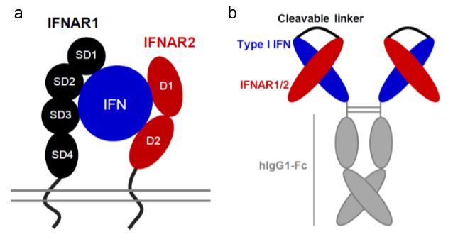 NatureComms's tweet image. Design of a masked type I IFN prodrug with improved tumor-targeting effect for cancer immunotherapy.
nature.com/articles/s4146…
#CancerResearch @natrescancer