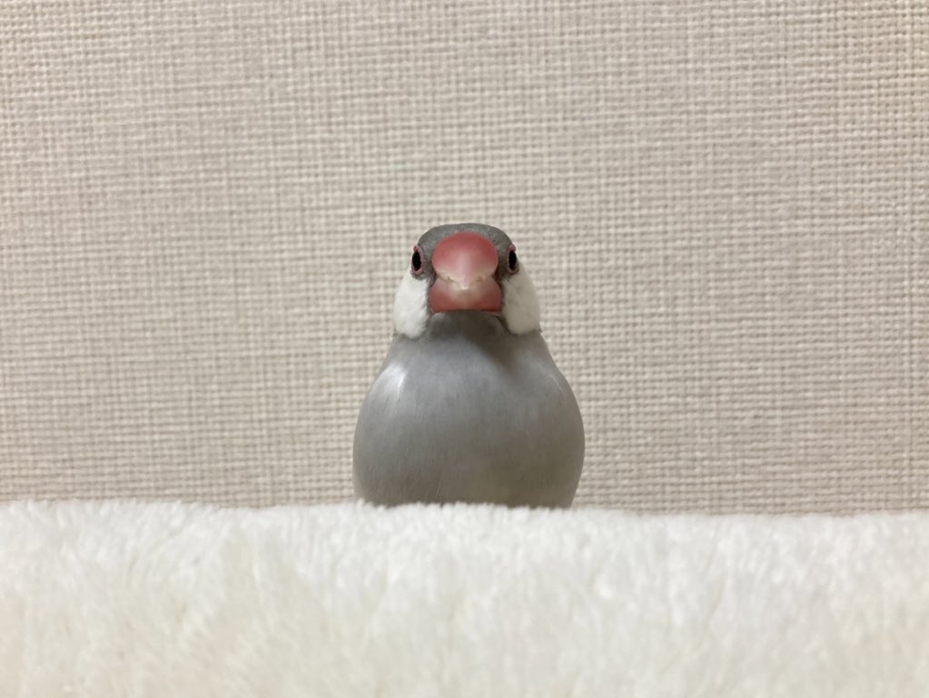 おやすみなさい