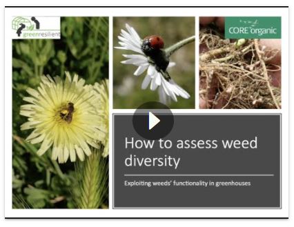 How to assess weed #biodiversity: exploiting weeds' functionality in greenhouses <a href="/green_resilient/">Greenresilient</a>  video - now featured in the toolbox!
Learn how to assess weed diversity and functionality and shed light on their role in your agroecosystem🌱

☑️organic-farmknowledge.org/tool/40003