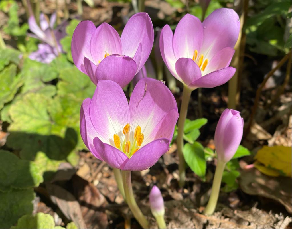 bordehillgarden's tweet photo. Another of our autumn favourites @bordehillgarden as colchicums basked in sunshine between the rain. #colchicums #autumnbulbs #autumncrocus #perennials https://t.co/t41s5pEaI3