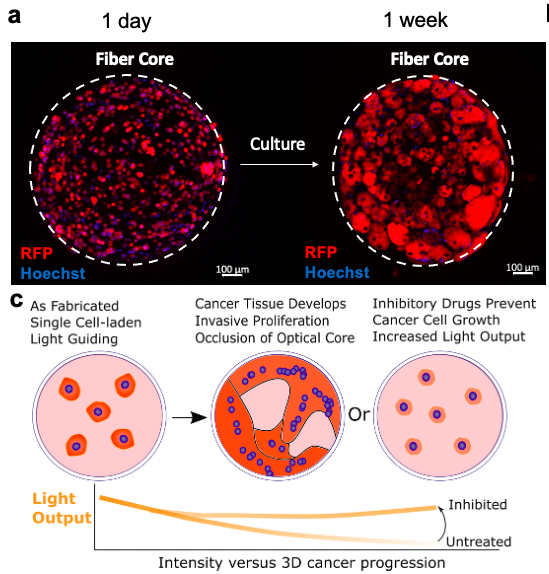 guimaraes_cf's tweet photo. In living optical fibers, cells interact with light, altering its characteristics through diverse optical footprints. We used this to #digitalizebiology events, converting #cancer 3D invasive #proliferation and #drug susceptibility into directly #quantifiable optical #data! https://t.co/fFL4g0u0cl