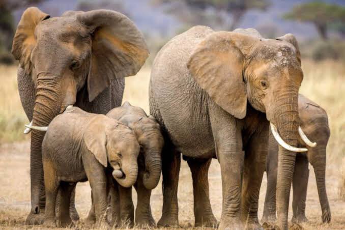 Elephant present. Слоны. Семья слонов. Слон фото. Африканский слон.