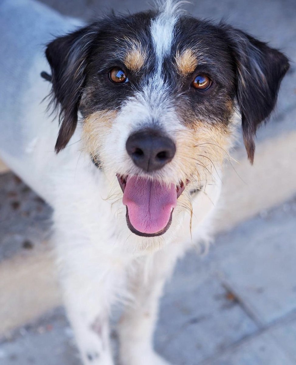 Goofy tiene 1 año es un perro joven y simpático.
Se encuentra en @protectora_lamadriłena
Te gustaría darle un hogar? Comparte y difunde!
#AppAdoptMe #AdoptMe #adopcionresponsable #adopcion #adopta #app