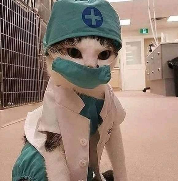 CatWorkers's tweet image. 