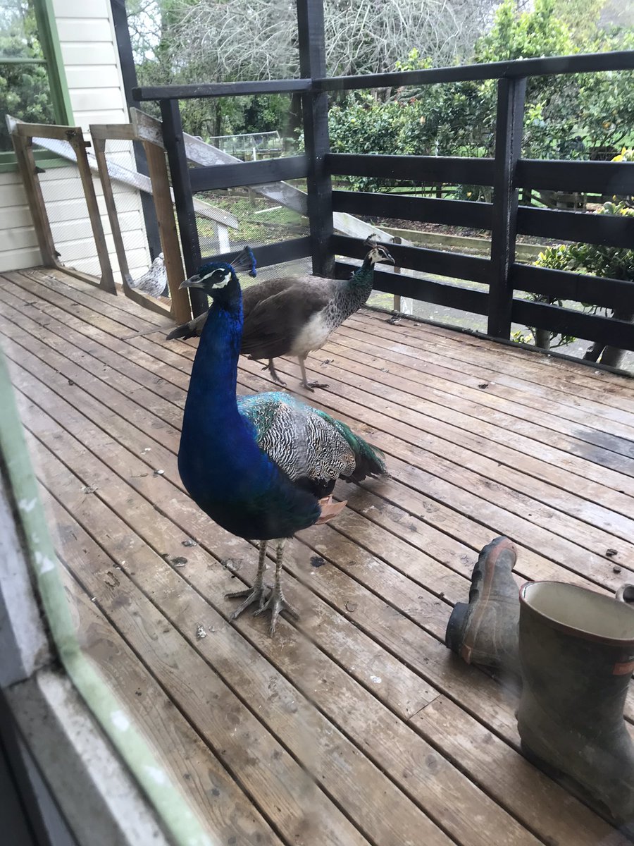 The ultimate peacock of beauty has given you three orders: 

1) DO NOT SCROLL!

2) Remember to step outside once everyday and enjoy whatever organic thing makes you happy

3) have a good day! https://t.co/YV3GKc1KpY