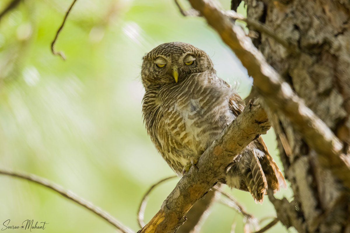 MahantSourav's tweet photo. Asian Barred Owlet...

@NatureIn_Focus @SanctuaryAsia @BirdPOTY @vivek4wild @WCSIndia @IndiAves @TNWildlifeFed @wildlifeInd @NWF @WildlifeMag @WildlifeSOS @WCT_India @wildlifeindia @wti_org_india @wiiofficial1 @NatGeoIndia @NGTIndia @Canon_India @CNTIndia @tamron_india @dharnidh https://t.co/eYgn0AVgHf