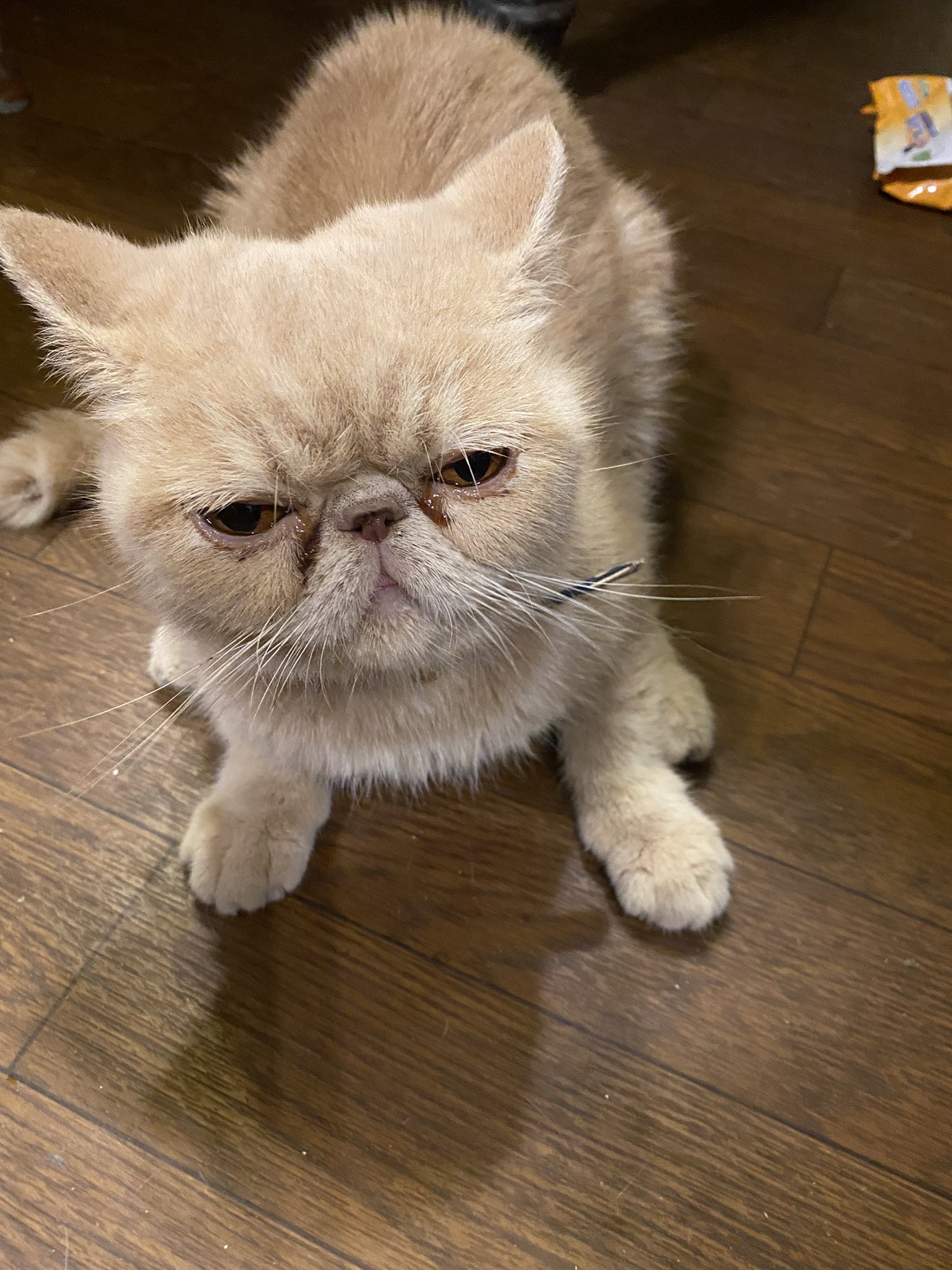 肝性脳症 Twitter Search Twitter