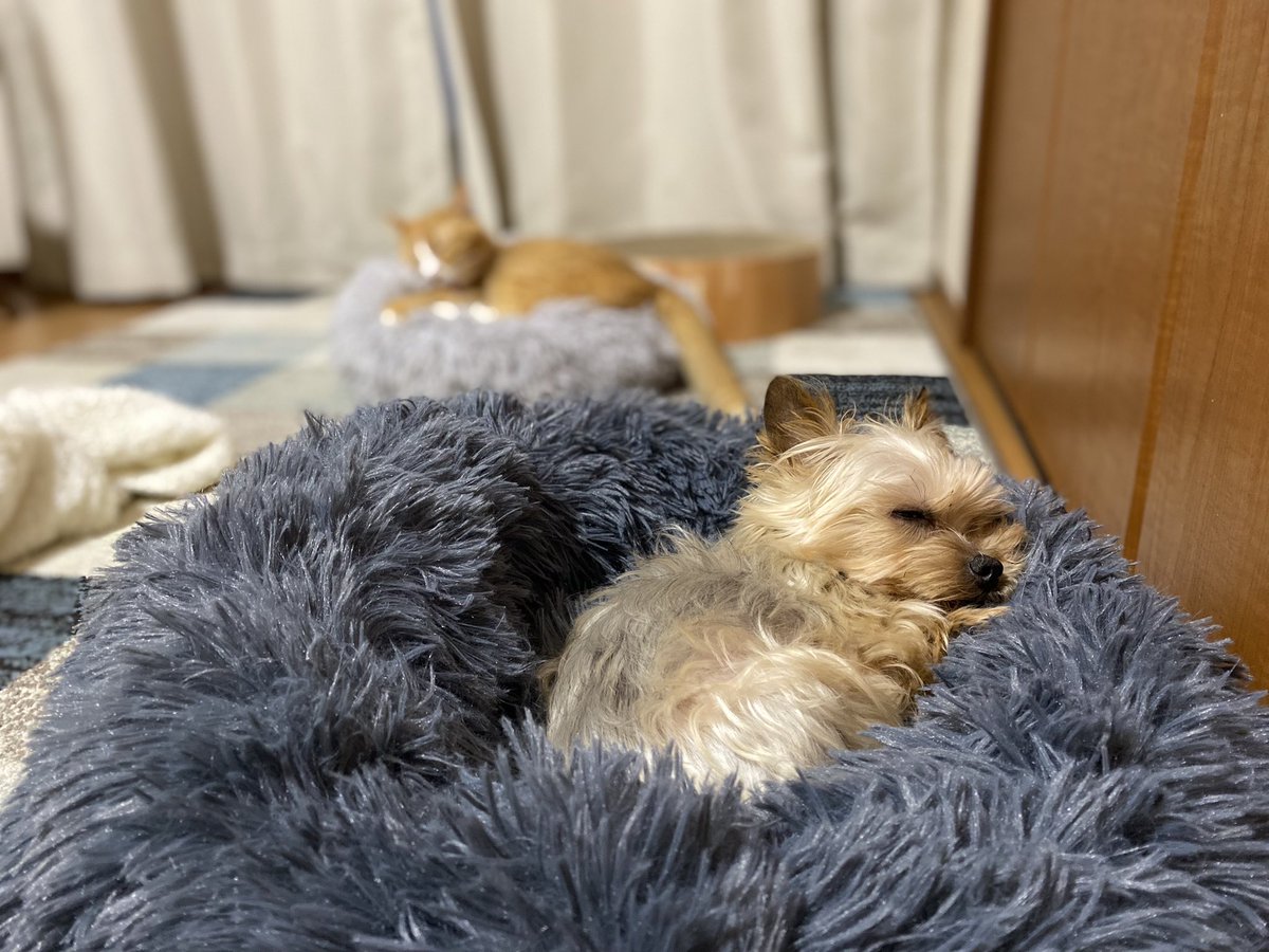 猫日是好日 V Twitter 余裕あるベッドで寝る 子犬のようなシニア犬のイッヌ と ベッドから溢れ気味の 大きな猫ウラ まだ2歳 ベッド逆 犬と猫