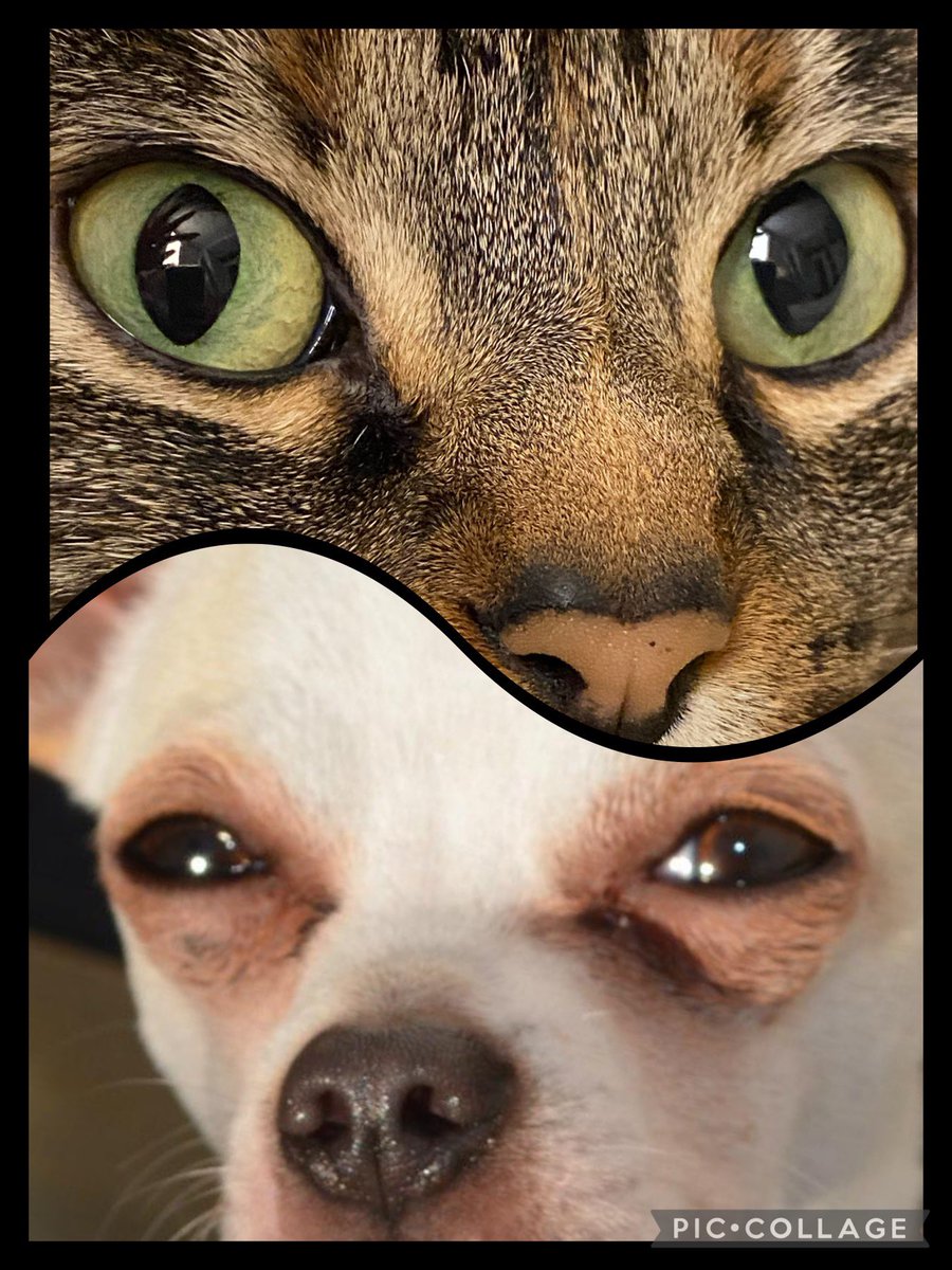 mjtorrico's tweet photo. Estamos de cumple!!💙🐶1️⃣0️⃣💖🐱6️⃣🎂 https://t.co/eybNQcfFb7