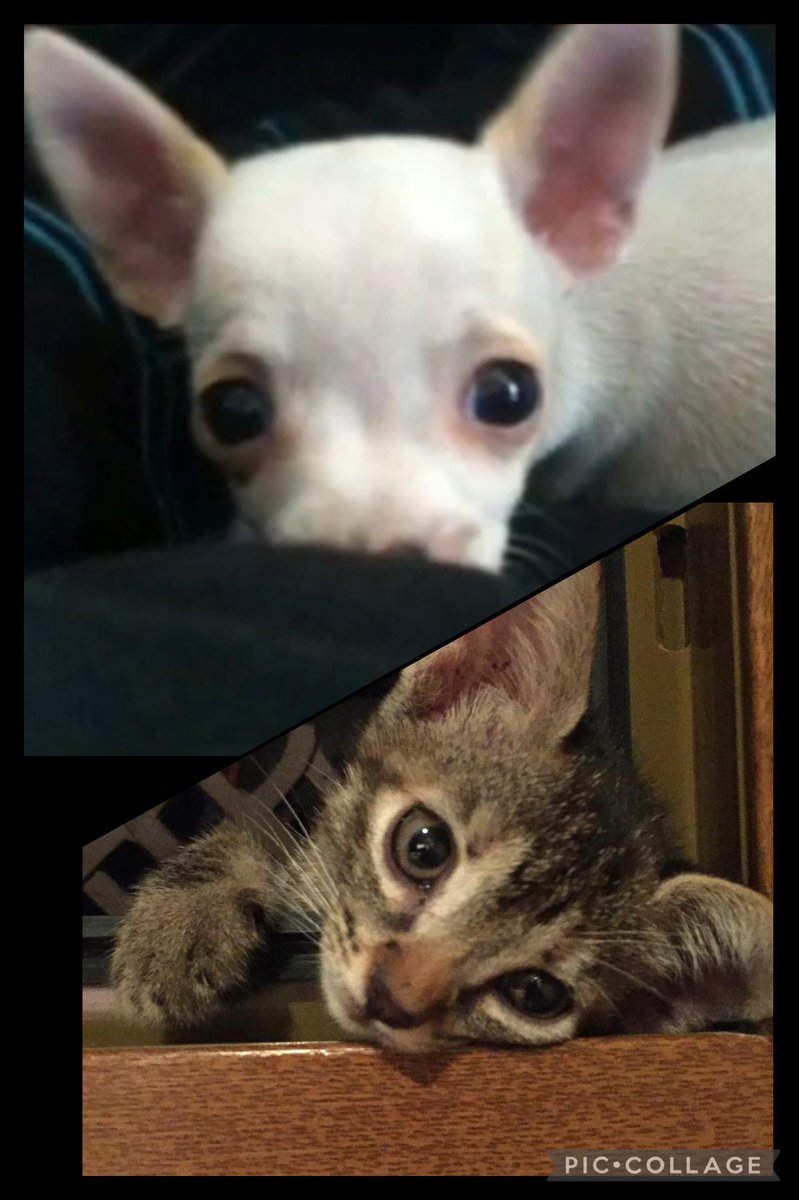 mjtorrico's tweet photo. Estamos de cumple!!💙🐶1️⃣0️⃣💖🐱6️⃣🎂 https://t.co/eybNQcfFb7