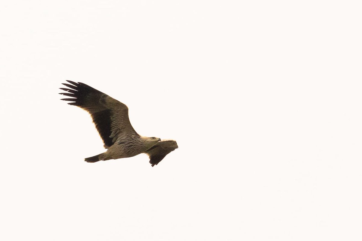 BatumiRaptors's tweet photo. Along with the massive Steppe Buzzard flight have come good numbers of Clanga and Aquila eagles. The rarest among them is the Imperial Eagle, of which we typically see a few dozen per year. This juvenile gave particularly good views to the #BRC13 team (πΈ: Filiep T'jollyn) https://t.co/np7XrqHiCQ