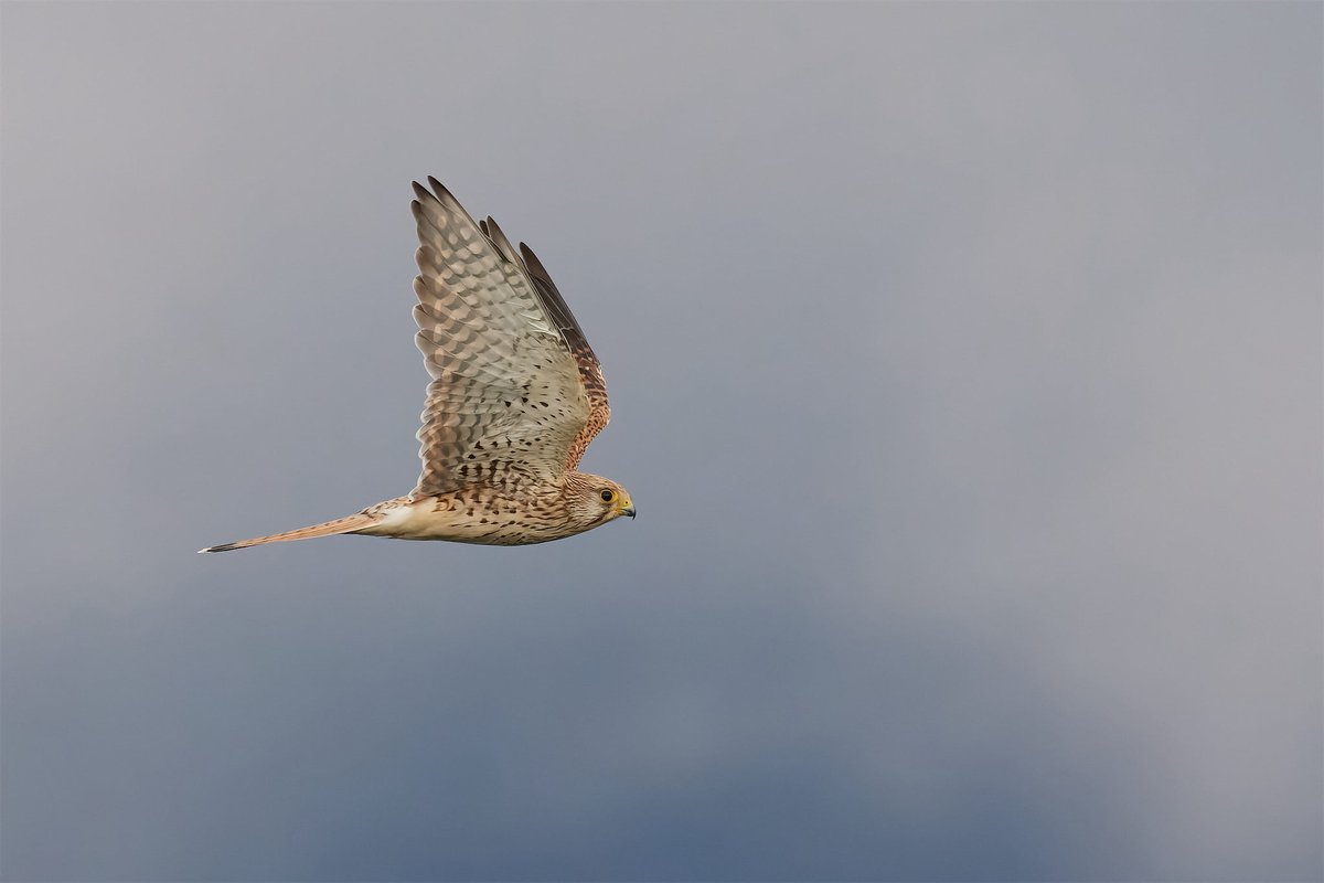BatumiRaptors's tweet photo. At @BatumiRaptors we do not systematically count small falcons and Accipiter species. But that does not stop our counters from enjoying these gorgeous little raptors. Common Kestrels (left) have been passing the #BRC13 stations by the 100s over the past days.
(πΈ: @barthoekstra) https://t.co/rbX2Nx789A