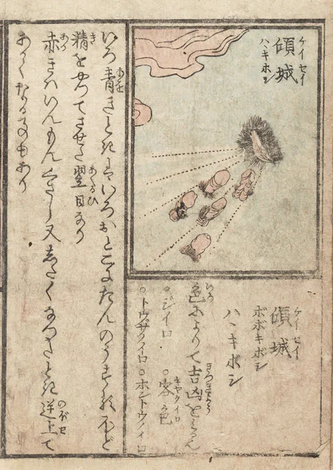 まるで突如として空に現れた異次元空間に十人十色のおちんが吸い込まれていくようだ‥(最後尾だけ皮が剥けなかった模様) 
