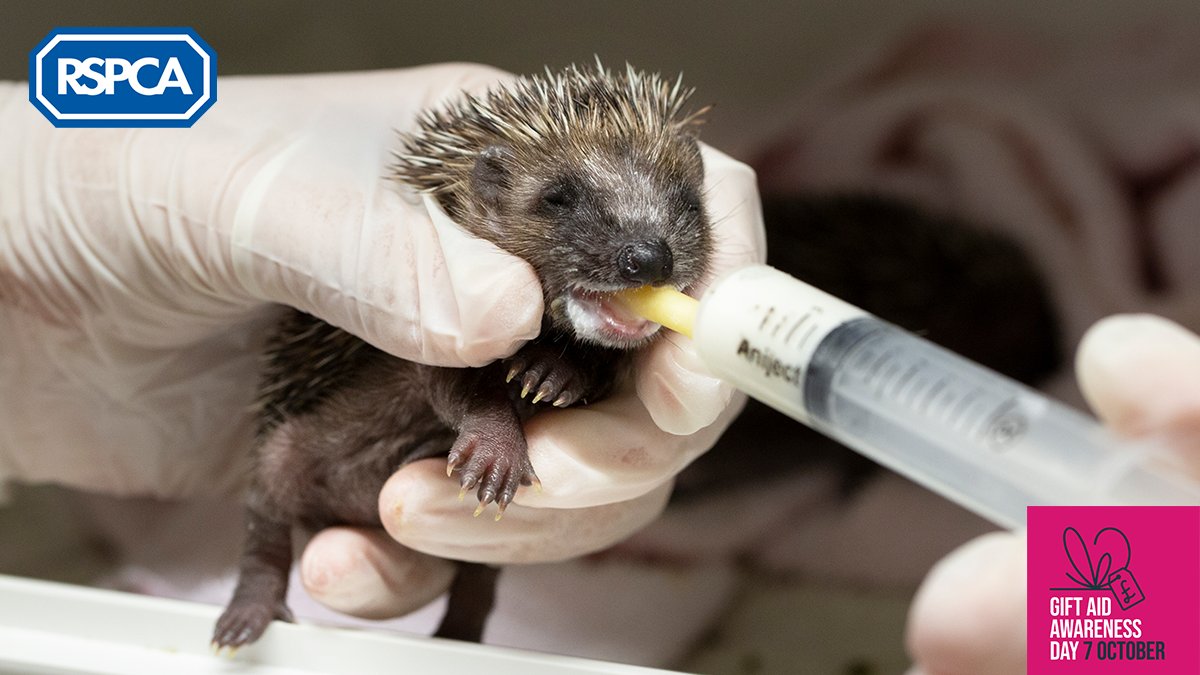 There was over £1 million of unclaimed Gift Aid in 2020 🙀 This could run one of our wildlife centres for a year, and help 13,124 animals during that time 🐦🦡🦊🦔🐸🦦 So what are you waiting for? #TickTheBox and make your donations go further for animals: bit.ly/39U0dPR