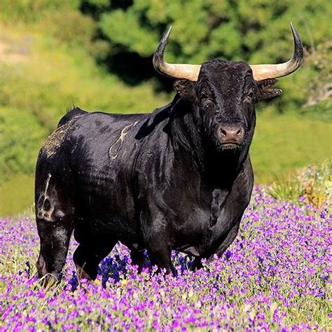 amaregar's tweet photo. En la ley de Bienestar Animal 
Se olvidaron de mi 
Acaso no soy un animal como los demás ?
Los toros reclamamos ser  libres de la tortura y crueldad 
Basta de leyes que no nos protegen a todos 
#TauromaquiaNoEsCultura 
#TauromaquiaAbolición https://t.co/onzgxdiovi
