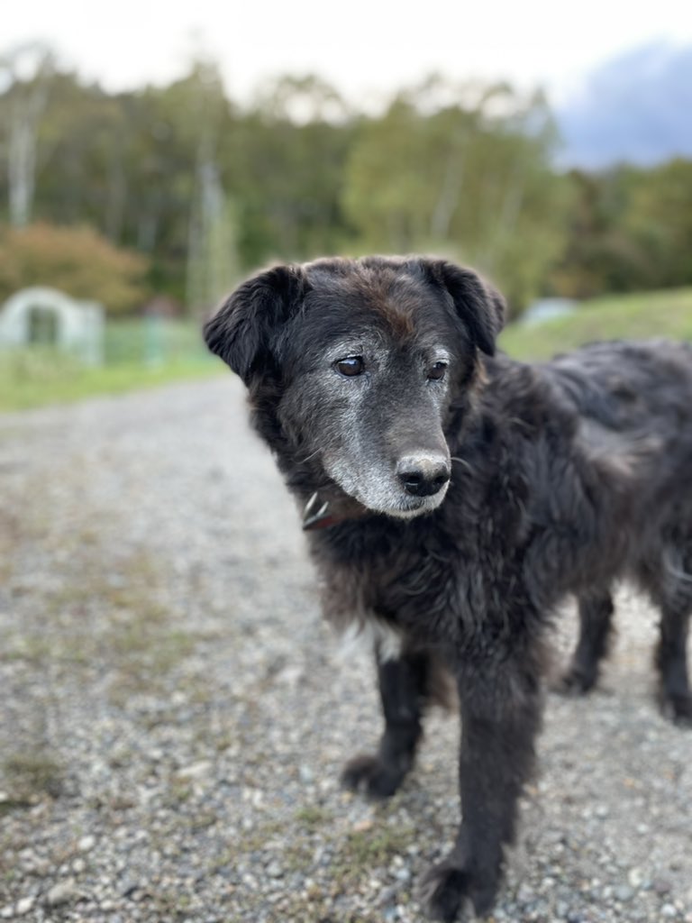 アトレーユの犬