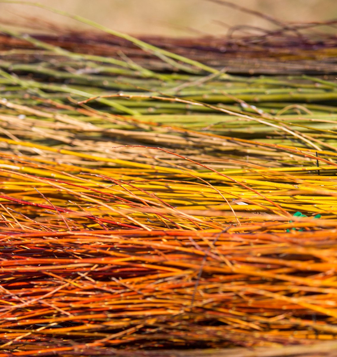 Plantheritage's tweet photo. Some fascinating Collection Holder open days coming up:

#Salix (#Willow), #Carmarthenshire , 8-10 Oct
#Polypodium &amp; #Polystichum, #Kent, 9 Oct, 10am-4pm
#Camellia (autumn &amp; winter flowering), #Essex, 9 Oct 10am-5pm 

Details: https://t.co/TJd0NMFXoO 

Pics © collection holders https://t.co/0V9IPxVURE