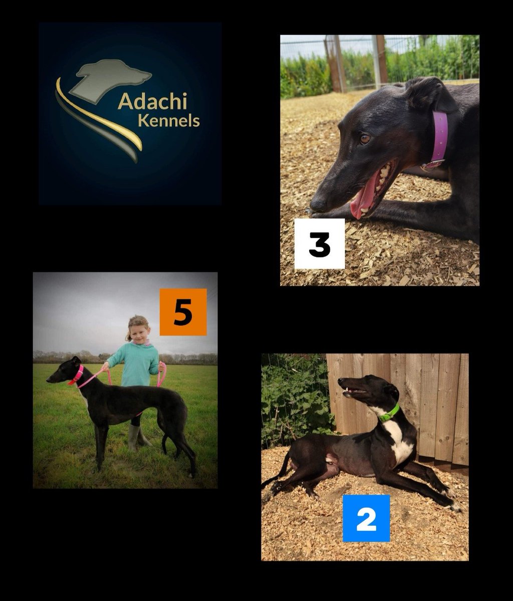 adachikennels's tweet photo. Tonight's runners @HoveGreyhounds live on @RPGreyhounds

💙#riversidemilo
🤍#riversideheart
🧡#adachibelle

#adachikennels https://t.co/C9LufXtPpY