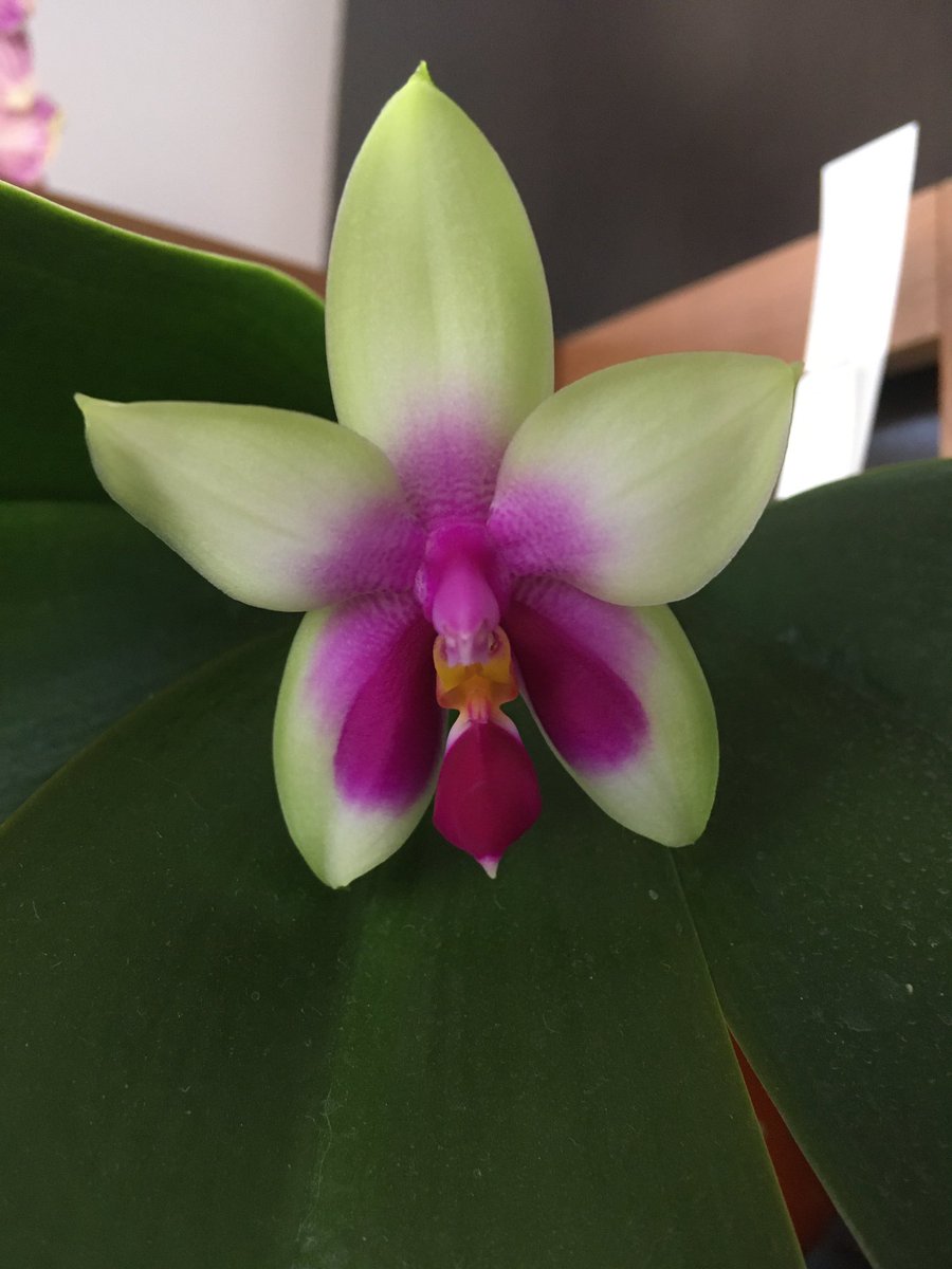 pisi_9's tweet photo. My bellina... first flower #orchid #orchids #flower #nowinbloom https://t.co/BrZrO4dd37