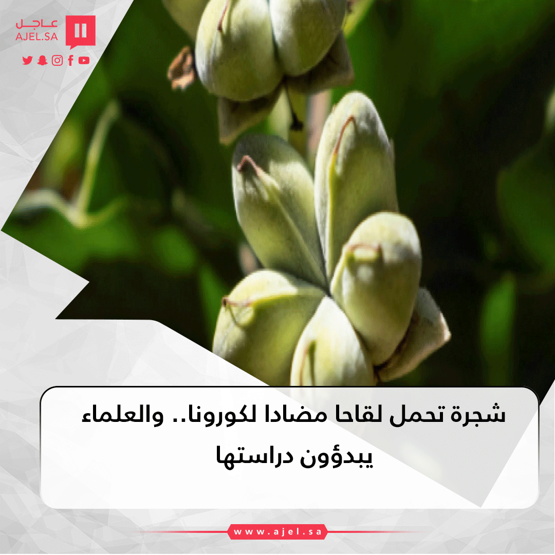 ajlnews's tweet photo. شجرة تحمل لقاحا مضادا لـ #كورونا.. والعلماء يبدؤون دراستها

https://t.co/AEU0az3ICZ https://t.co/0ehCdkv09R
