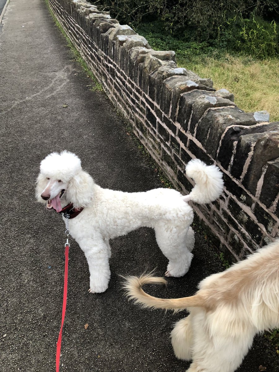 Michael29873340's tweet photo. Lovely morning walk with the girls, Pearl thinks walls are awesome, Amber is keeping knicks sighthound on duty 😍😍 https://t.co/7DTf4MFXf4
