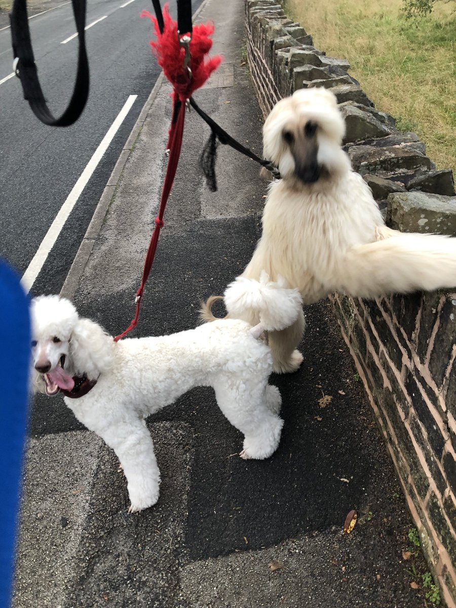 Michael29873340's tweet photo. Lovely morning walk with the girls, Pearl thinks walls are awesome, Amber is keeping knicks sighthound on duty 😍😍 https://t.co/7DTf4MFXf4