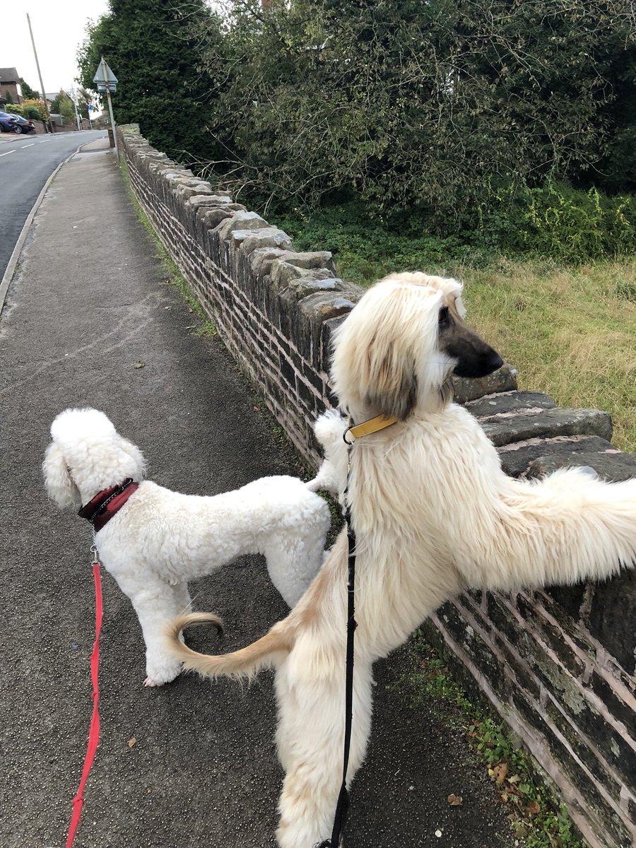 Michael29873340's tweet photo. Lovely morning walk with the girls, Pearl thinks walls are awesome, Amber is keeping knicks sighthound on duty 😍😍 https://t.co/7DTf4MFXf4