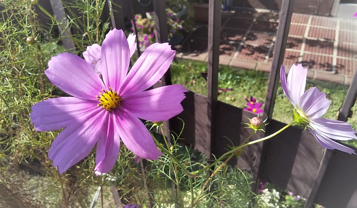 himawarinokomi1's tweet image. #FNS歌謡祭秋
相葉くんのスマ愛溢れる話うれしかった❣
SHAKE🎶はみんな気ままに踊ってるのよね😁
ﾄｩﾙ～～～ﾊｯ

連日4時間近くの特番でななにーはまだこれから
見逃したらもったいないな

今日は涼しいけどまだ暑い日はあるようです
お体大切に

#私の_世界に一つだけの花
#SMAP