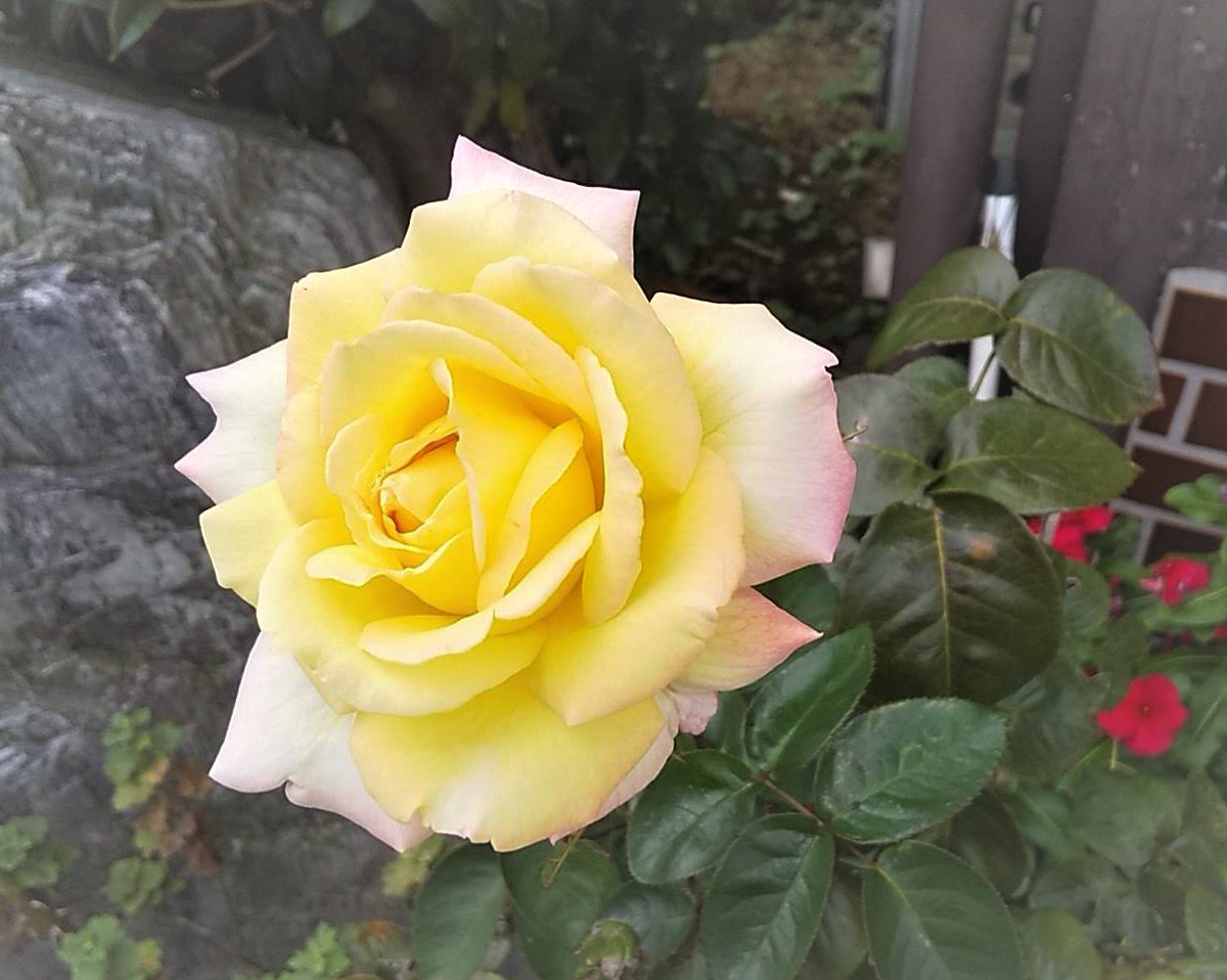 himawarinokomi1's tweet image. #FNS歌謡祭秋
相葉くんのスマ愛溢れる話うれしかった❣
SHAKE🎶はみんな気ままに踊ってるのよね😁
ﾄｩﾙ～～～ﾊｯ

連日4時間近くの特番でななにーはまだこれから
見逃したらもったいないな

今日は涼しいけどまだ暑い日はあるようです
お体大切に

#私の_世界に一つだけの花
#SMAP