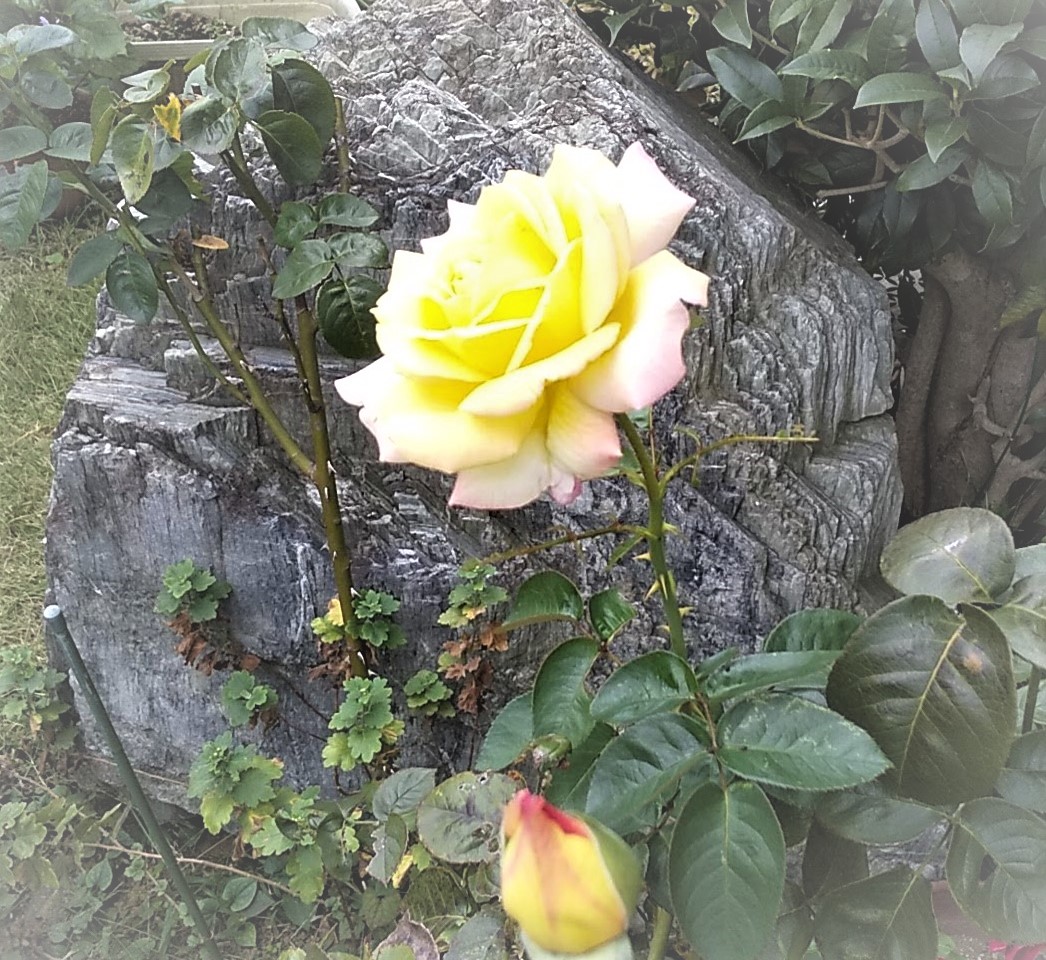 himawarinokomi1's tweet image. #FNS歌謡祭秋
相葉くんのスマ愛溢れる話うれしかった❣
SHAKE🎶はみんな気ままに踊ってるのよね😁
ﾄｩﾙ～～～ﾊｯ

連日4時間近くの特番でななにーはまだこれから
見逃したらもったいないな

今日は涼しいけどまだ暑い日はあるようです
お体大切に

#私の_世界に一つだけの花
#SMAP