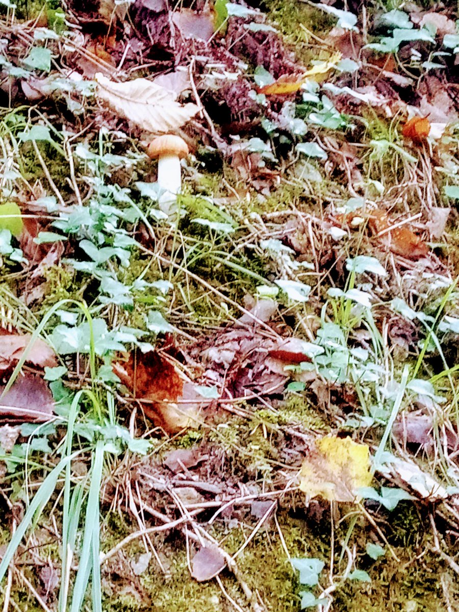 MillJah's tweet photo. Ah, pikkukylän syysaamut.
#Aveyron #Villecomtal https://t.co/RtyS6BnP4P