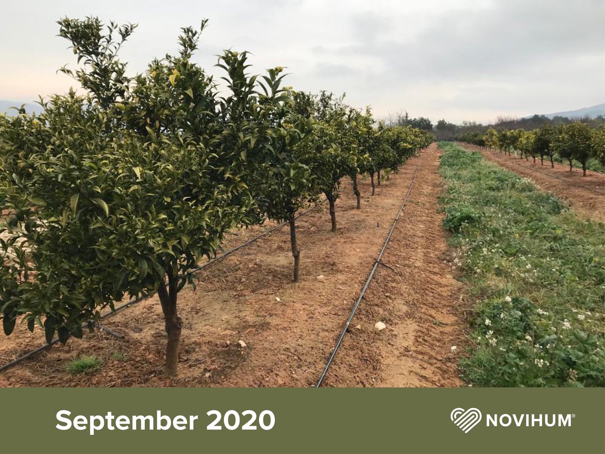 _Novihum_'s tweet photo. 📷 Impressive before and after photos of citrus trees in Spain - merely one year after NOVIHUM Argil was applied as a top-dressing!
NOVIHUM® Argil combines NOVIHUM with a high-quality clay and is incorporated as a dry granulate into the soil or substrate.
#novihum #soil https://t.co/tLwCu4qebn