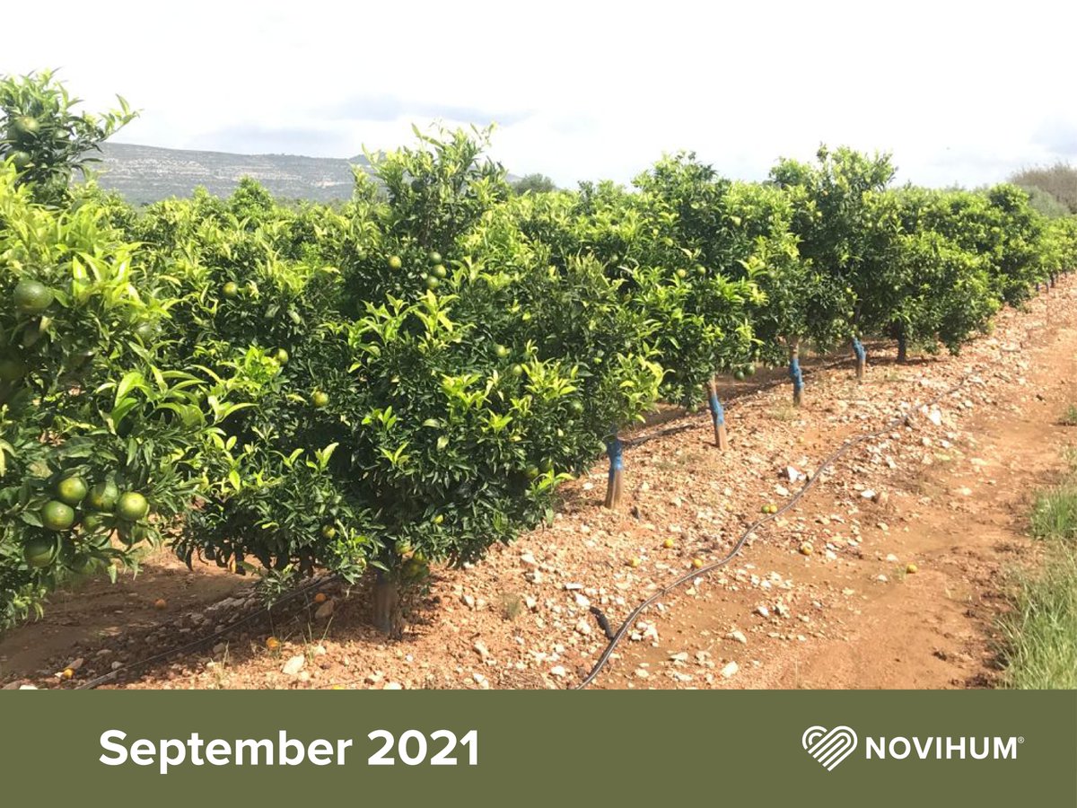 _Novihum_'s tweet photo. 📷 Impressive before and after photos of citrus trees in Spain - merely one year after NOVIHUM Argil was applied as a top-dressing!
NOVIHUM® Argil combines NOVIHUM with a high-quality clay and is incorporated as a dry granulate into the soil or substrate.
#novihum #soil https://t.co/tLwCu4qebn