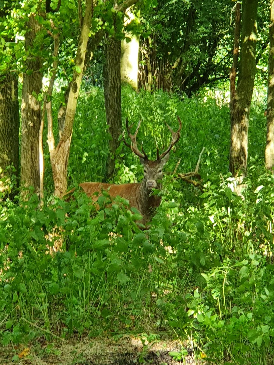 Flevolandschap Natuurpark lelystad